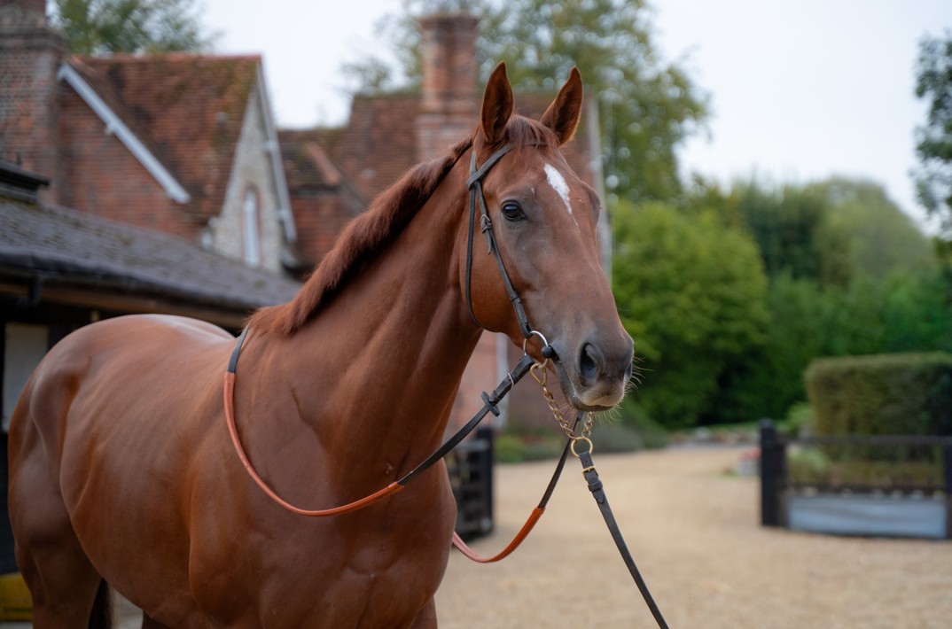 horse